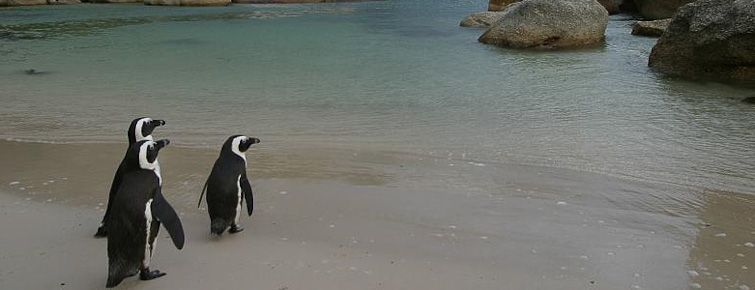 Boulders Beach Penguins