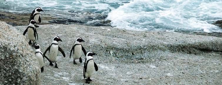 African Penquins at Boulders