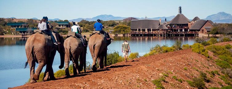 Buffelsdrift Game Lodge - elephant back riding