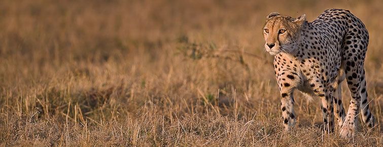 A lone cheetah at Sabi Sabi Private Game Reserve.