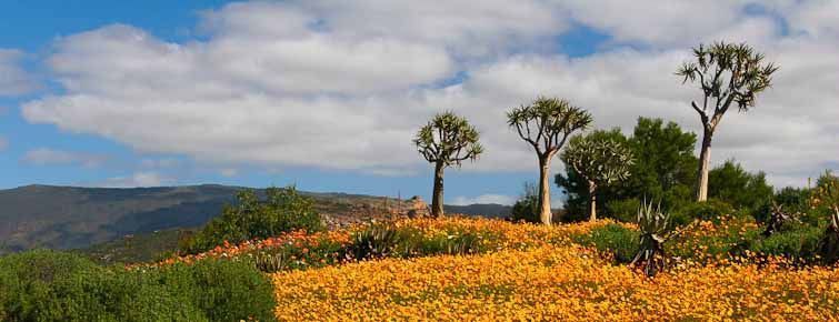 The Ramskop Wildflower Garden