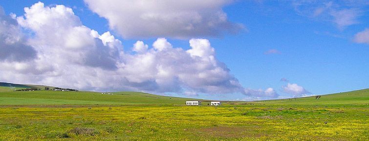 Landscape in the Tienie Versfeld Wildflower Reserve