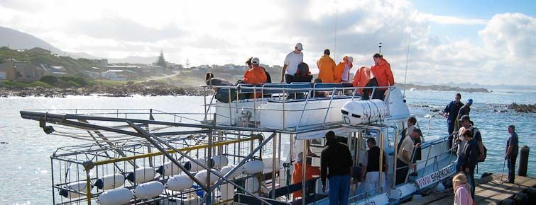 Shark-cage diving operation