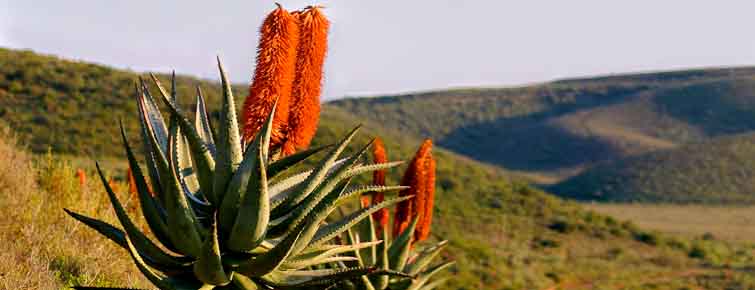 Garden Route Game Lodge - aloes