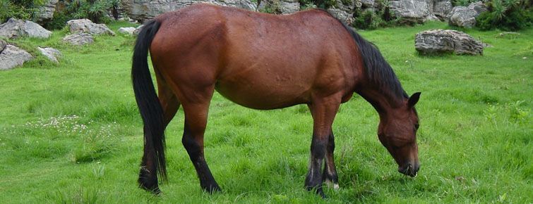 One of Kaapsehoop's wild horses