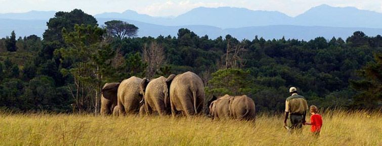 Walking with elephant