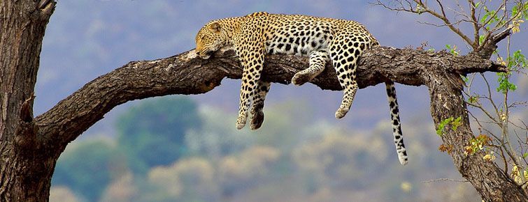 A leopard near Berg-en-Dal in the Kruger Park