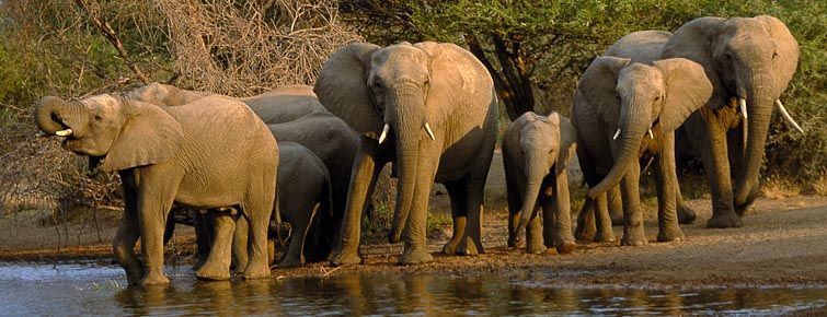 Elephants at a Kruger National Park waterhole.