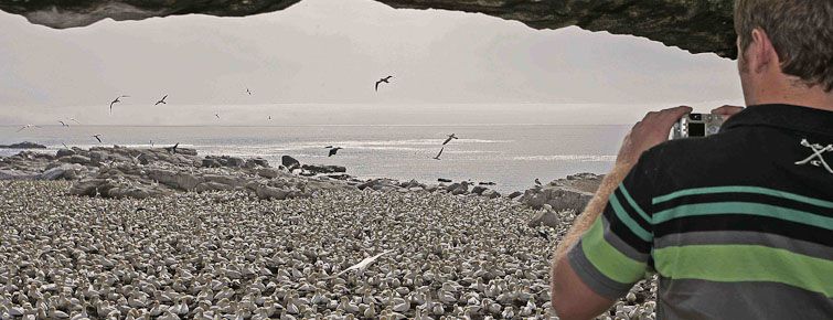 Visitors at Bird Island (West Coast)