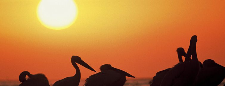 Pelicans at Lambert's Bay