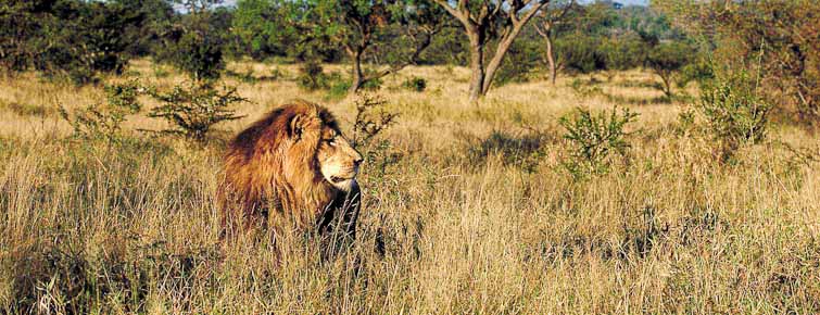 Lion and Lowveld Bushveld