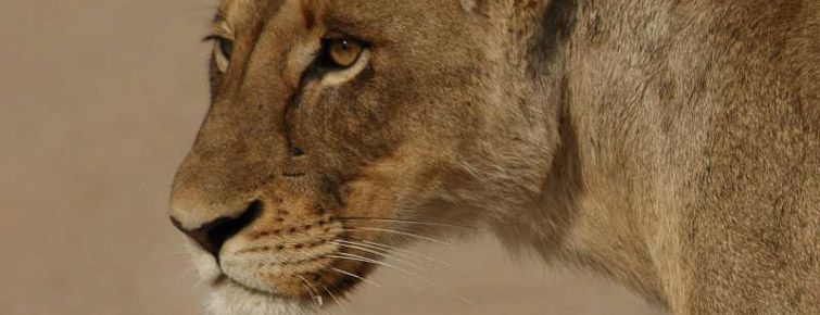 Lioness in the Kruger