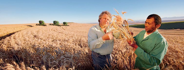 Wheat farm in Malmesbury region