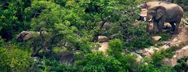 Mthethomusha Private Game Reserve - elephant