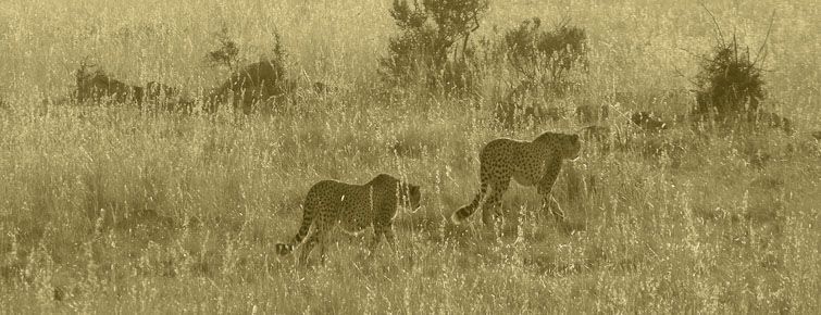 Pair of cheetah in Pilanesberg