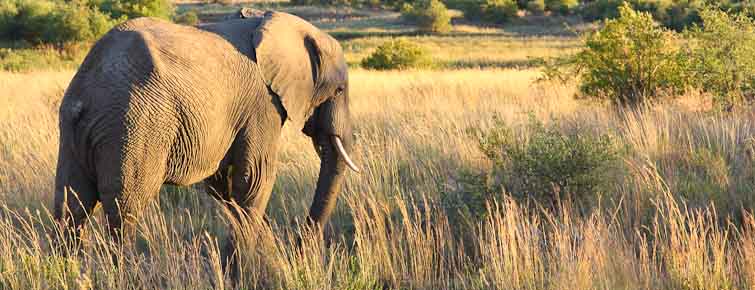Elephant in Pilanesberg Game Reserve