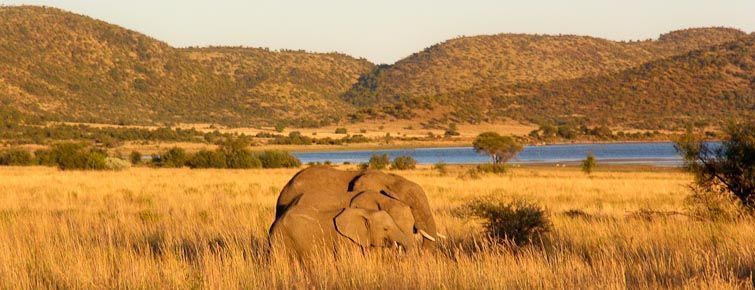 Elephant grazing in Pilanesberg Game Reserve