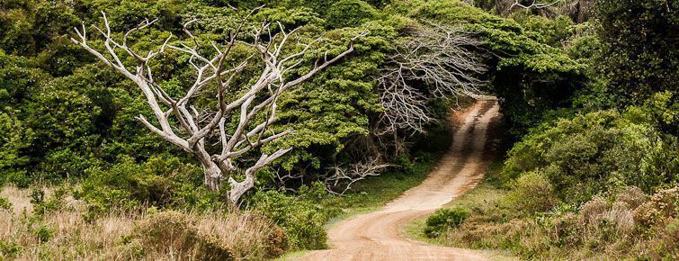 iSimangaliso Wetland Park landscape