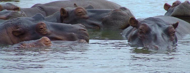 St. Lucia Estuary hippo's