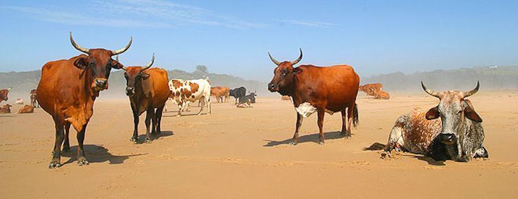 Wild Coast cattle on the beach