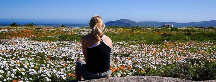 August wildflowers in West Coast National Park