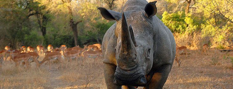 White Rhino in Kruger